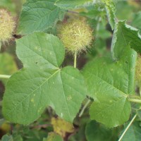 Passiflora foetida L.