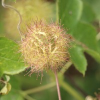 Passiflora foetida L.