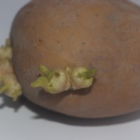 Solanum tuberosum L.