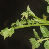 Solanum tuberosum L.