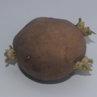 Solanum tuberosum L.