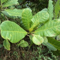 Anacardium occidentale L.