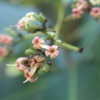 Anacardium occidentale L.