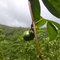 Adenia hondala (Gaertn.) W.J.de Wilde