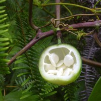 Adenia hondala (Gaertn.) W.J.de Wilde