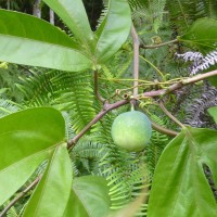 Adenia hondala (Gaertn.) W.J.de Wilde