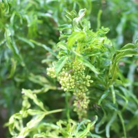 Melicope denhamii (Seem.) T.G.Hartley