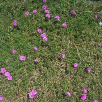 Portulaca grandiflora Hook.