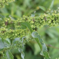 Rumex crispus L.