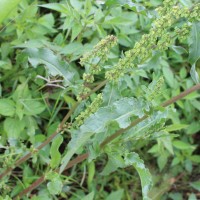 Rumex crispus L.