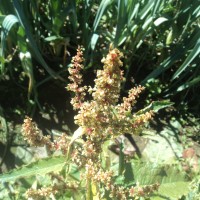 Rumex obtusifolius L.