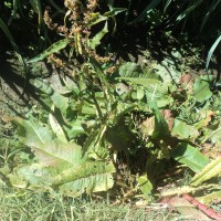 <i>Rumex obtusifolius</i>  L.