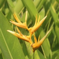 Heliconia psittacorum L.f.