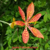 Iris domestica (L.) Goldblatt & Mabb.