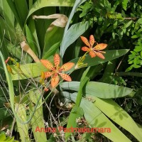 Iris domestica (L.) Goldblatt & Mabb.