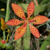 Iris domestica (L.) Goldblatt & Mabb.