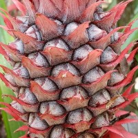 Ananas comosus (L.) Merr.