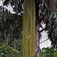 Caryota urens L.