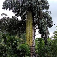 Caryota urens L.