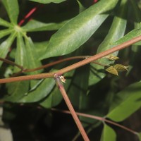 Canavalia gladiata (Jacq.) DC.