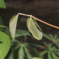 Canavalia gladiata (Jacq.) DC.