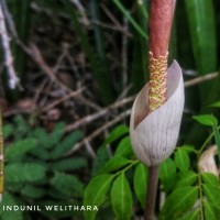 Amorphophallus sylvaticus (Roxb.) Kunth