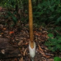 Amorphophallus sylvaticus (Roxb.) Kunth