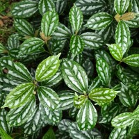 <i>Pilea cadierei</i>  Gagnep. & Guillaumin