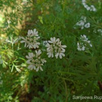 Coriandrum sativum L.