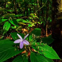 Barleria vestita T.Anderson