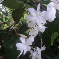 Jasminum nobile C.B.Clarke