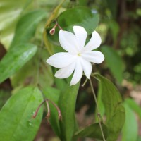 Jasminum nobile C.B.Clarke