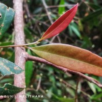 Litsea iteodaphne (Nees) Hook.f.