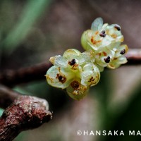 Litsea iteodaphne (Nees) Hook.f.