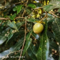 Vatica obscura Trimen
