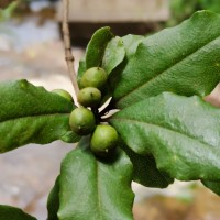 <i>Pittosporum tetraspermum</i>  Wight & Arn.