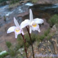 Arundina graminifolia subsp. caespitosa (Aver.) H.A.Pedersen & Schuit.