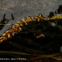 Aponogeton kannangarae M.A.Silva, Deshaprema & Manamperi