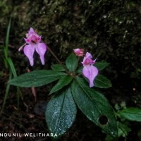 Impatiens appendiculata Arn.