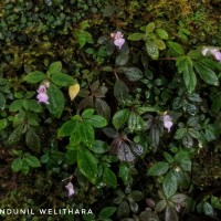 Impatiens appendiculata Arn.