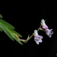 Podochilus falcatus Lindl.