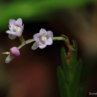 Podochilus falcatus Lindl.