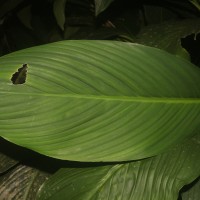 Spathiphyllum cannifolium (Dryand. ex Sims) Schott