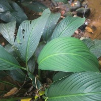 Spathiphyllum cannifolium (Dryand. ex Sims) Schott