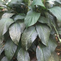 Spathiphyllum cannifolium (Dryand. ex Sims) Schott