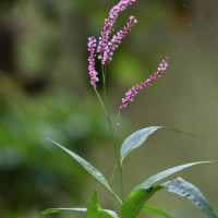 Persicaria glabra (Willd.) M.Gómez