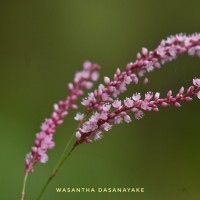 <i>Persicaria glabra</i>  (Willd.) M.G  mez