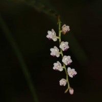 Podochilus falcatus Lindl.