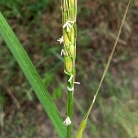 Oryza sp.