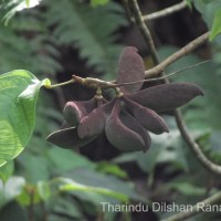 Sterculia zeylanica Kosterm.